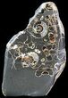 Polished Ammonite Fossil Slab - Marston Magna Marble #63833-1